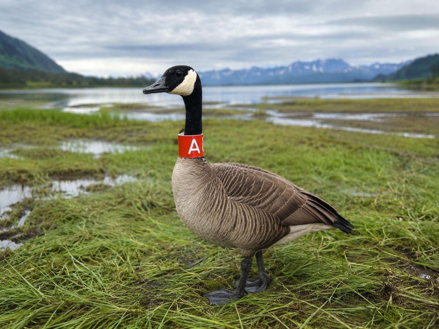Canada goose with Pro-Touch bird band