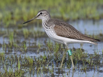 Bird Identification Bands